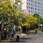 6 Rekomendasi Tanaman Hias yang Cocok untuk Daerah Perkotaan