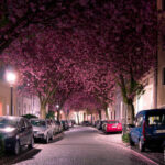 Bersatu Dengan Alam, 9 Terowongan Pohon Terindah Dunia Ini Dijamin Bakal Membuat Lo Takjub