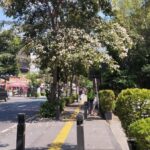 Bunga Tabebuya Bermekaran di Trotoar Cikini, Warga: Kayak di Jepang