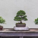 15 Jenis Tanaman Bonsai untuk Hiasan di Rumah