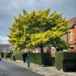 CATAT! 13 Jenis Pohon Peneduh Jalan Raya Yang Rindang