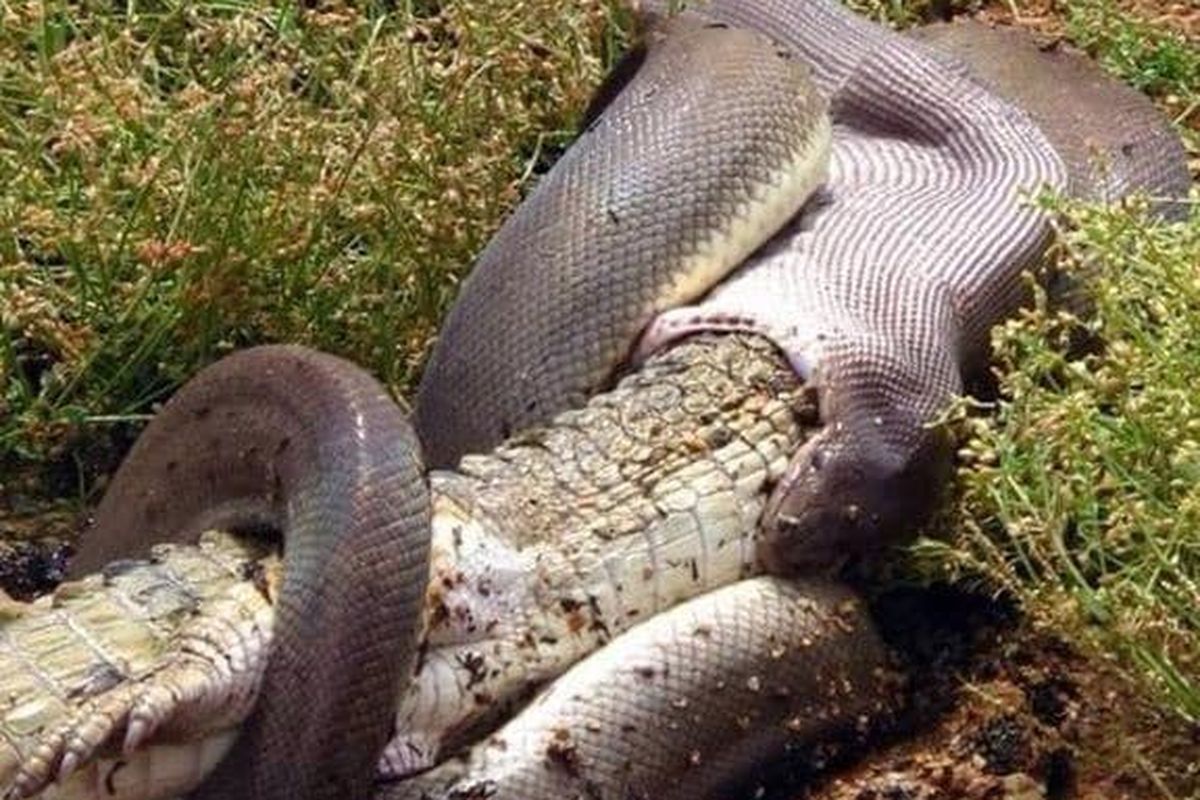 Mengungkap Misteri Ular Raksasa, Anaconda Rekor Dunia dengan Panjang 10 Meter dan Bobot 400 Kg post thumbnail image