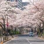 Pemandangan Bunga Sakura di Tengah Kota Tokyo Ini Perlu Kalian Cek!!!