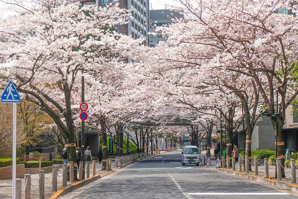 Pemandangan Bunga Sakura di Tengah Kota Tokyo Ini Perlu Kalian Cek!!!