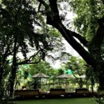 Manfaat Pohon untuk Hidup Penduduk Kota
