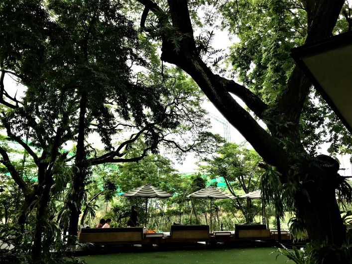 Manfaat Pohon untuk Hidup Penduduk Kota