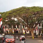 Kota Malang Akan Tetapkan 3 Jenis Pohon sebagai Warisan Budaya