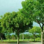 Pohon Tanjung, Pohon Serba Guna yang Cocok untuk Taman Kota