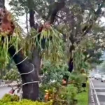 Keren! Median Jalan Pahlawan Kota Semarang Dipercantik dengan Tanaman Tanduk Rusa