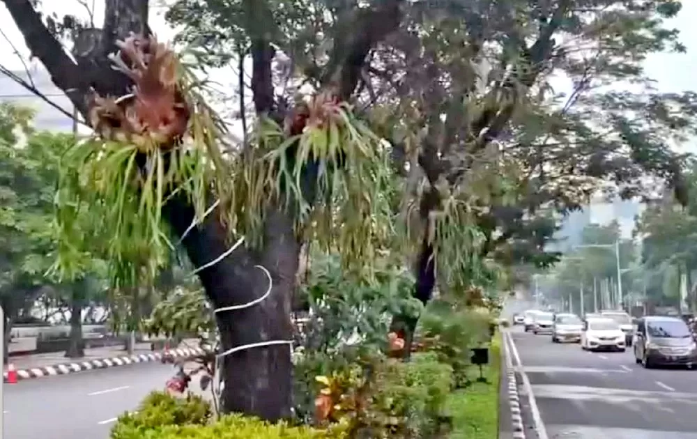 Keren! Median Jalan Pahlawan Kota Semarang Dipercantik dengan Tanaman Tanduk Rusa