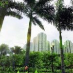 Mengapa Kota Anda Perlu Banyak Pohon? Inilah Alasannya