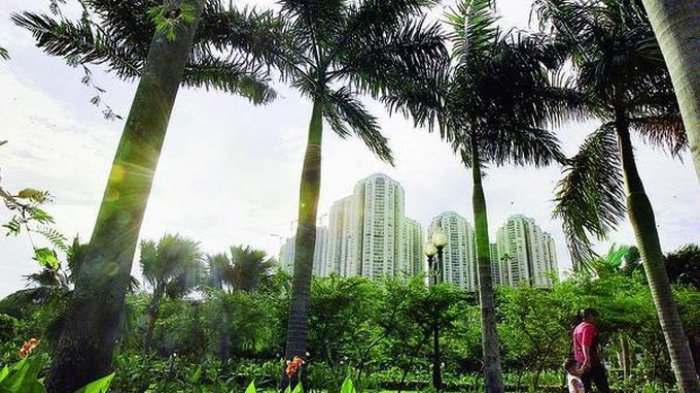 Mengapa Kota Anda Perlu Banyak Pohon? Inilah Alasannya