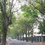 Pohon Pelindung di Tepi Jalan Kota Medan Tidak Tumbang