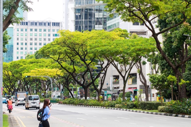 Jaga Kelestarian Pepohonan, Kota-kota di Indonesia Harus Belajar dari Kota