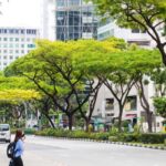 Jaga Kelestarian Pepohonan, Kota-kota di Indonesia Harus Belajar dari Kota- Kota Dunia