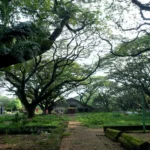 Taman Kota Paling Eksotis! Dikelilingi Pohon Trembesi Mirip Hutan di Film Lord of The Ring