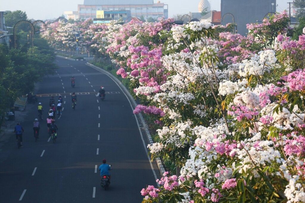 Meneduhkan, Inilah Ragam Pohon yang Jadi Pelindung Jalan Nasional hingga Tol