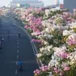 Meneduhkan, Inilah Ragam Pohon yang Jadi Pelindung Jalan Nasional hingga Tol