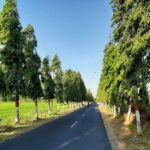 Bukan Sekadar Estetika, Ini Fungsi Kehadiran Pohon di Tepi Jalan