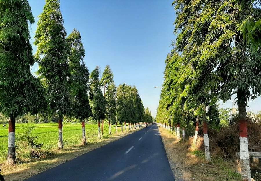 Bukan Sekadar Estetika, Ini Fungsi Kehadiran Pohon di Tepi Jalan