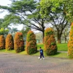 Inilah 10 Jenis Tanaman Pohon yang Efektif Membersihkan Udara Kotor, Cocok Menjadi Peneduh Jalan Raya