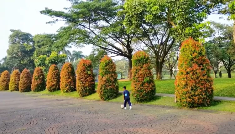 Inilah 10 Jenis Tanaman Pohon yang Efektif Membersihkan Udara Kotor, Cocok Menjadi Peneduh Jalan Raya