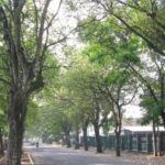 Pohon Pelindung di Tepi Jalan Kota Medan Tidak Tumbang