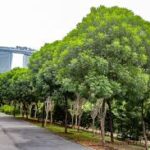 CATAT! 13 Jenis Pohon Peneduh Jalan Raya Yang Rindang