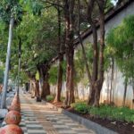 Pemkot Semarang Sudah Tanam 10 Ribu Lebih Pohon, Setiap Kawasan Ditanam Jenis Berbeda