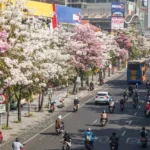 Tabebuya Mekar Berjemaah, Jalan Ahmad Yani Surabaya seperti Negeri Sakura